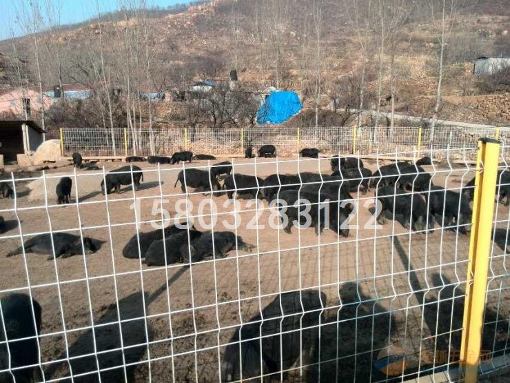 养殖护栏网厂家 养殖护栏网规格 养殖护栏网价格 养殖护栏网