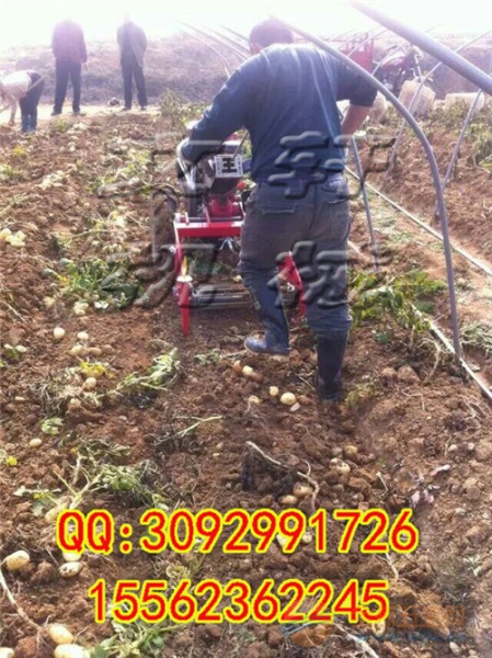土豆收获机90公分 配套30马力四轮拖拉机薯类农用收获机械 收获机械