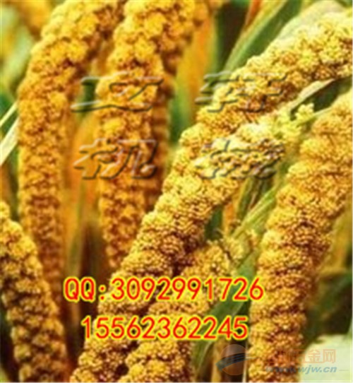 高粱脱粒机 收获机械
