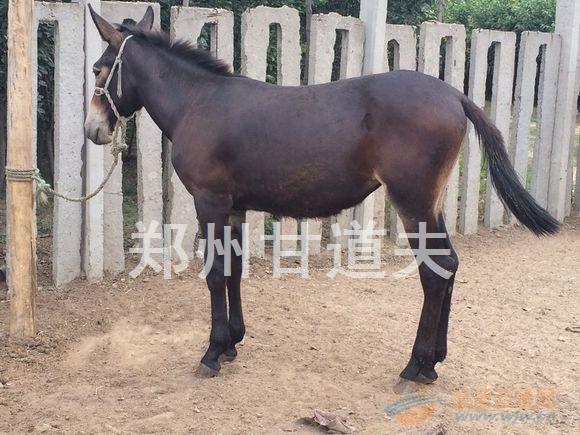 毛驴用测孕仪,便携式毛驴用B超测孕仪价格