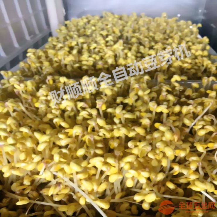 抚顺无根豆芽机多少钱一台 大容量新式豆苗生产设备